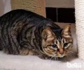 狸花猫适合做宠物猫吗 狸花猫习性介绍