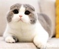 苏格兰折耳猫多少钱一只 苏格兰折耳猫价格盘点