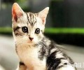 美国短毛猫性情怎样样 美国短毛猫怎样养