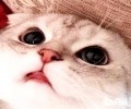 十大人气最高宠物猫排名 有你想养的猫咪吗