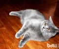英国短毛猫好养吗 英国短毛猫养殖办法介绍