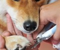 猫狗需求修剪指甲吗？猫狗指甲怎样修剪