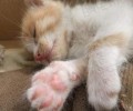 小猫怎样养？小猫常见病