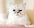 金吉拉猫多少钱一只？金吉拉猫价格盘点