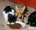 猫不能吃的食物都有哪些？
