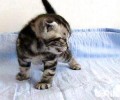 重生的小猫吃什么比较好？
