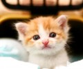幼猫怎样养？幼猫养殖技巧介绍