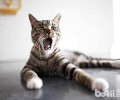 十大最常见的宠物猫种类