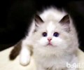 宠物猫种类及价格介绍