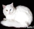 会游水的猫咪——安哥拉猫