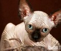 斯芬克斯猫多少钱一只？斯芬克斯猫价格盘点