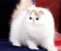 波斯猫怎么样？波斯猫性格特点解析