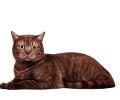 猫咪可不可以吃巧克力？