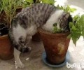 猫薄荷对猫有什么影响？猫薄荷是什么？