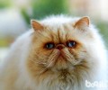 波斯猫多少钱一只？波斯猫好养吗？