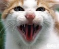 猫咬了用不用打针