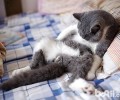 猫为什么要割蛋蛋