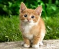 中华田园猫多少钱一只？带你了解真实的中华田园猫