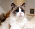 布偶猫多少钱一只？布偶猫养殖注意事项？
