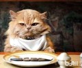 猫不吃东西怎么办？猫咪不吃东西的解决办法？