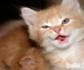 你知道深夜猫叫的原因吗？