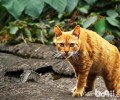 中华田园猫的品种有哪些？