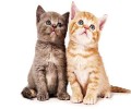 你知道公猫和母猫的差异吗？