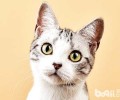 美短猫多少钱一只？
