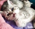 小猫多久断奶？怎么断奶？