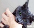 被猫咬了发病的先兆是什么
