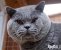 猫咪智商排行榜10种最聪明的猫