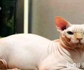 史上最丑的猫，加拿大无毛猫多少钱
