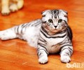 猫中的折耳小天使苏格兰折耳猫