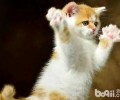 被家狗家猫抓伤用不用打疫苗