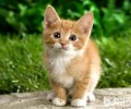 中华田园猫的智力水平跌出TOP10