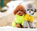 泰迪犬能吃生果吗