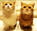 猫繁衍时要注意的四个当地，猫咪配种注意事项