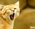 沙丘猫怎么繁衍？沙丘猫繁衍周期多长