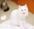 波斯猫怎样养？波斯猫的饮食要注意什么