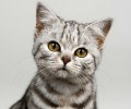 虎斑猫的日子习性，虎斑猫摇尾巴代表什么