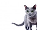 俄罗斯蓝猫好养吗