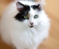 土耳其梵猫好养吗