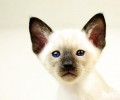 猫咪磨爪子是怎么回事？ 怎么阻挠猫咪磨爪