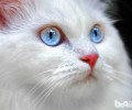 安哥拉猫的日子习性