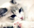 布偶猫养殖注意事项，布偶猫怎样养好
