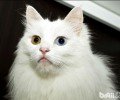 长毛猫的喂食办法,长毛猫日常护理办法