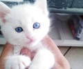 波斯猫怎样洗澡，怎样给波斯猫洗澡