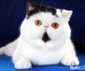 异国短毛猫的日常护理