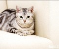 虎斑猫日常护理要注意什么？虎斑猫洗澡和日常清洁办法