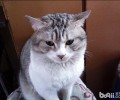 怎么整理猫咪毛发?猫咪毛发整理留意些什么呢